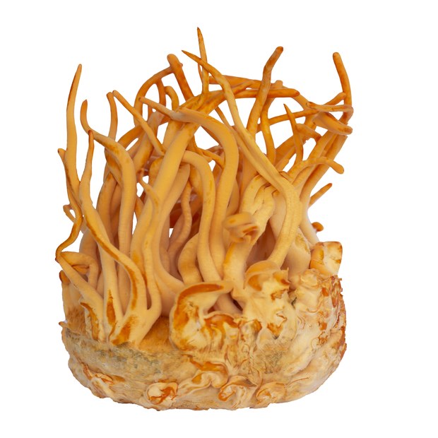 Cordyceps