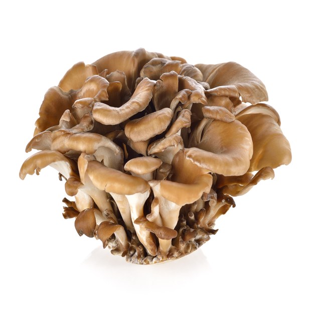 Maitake