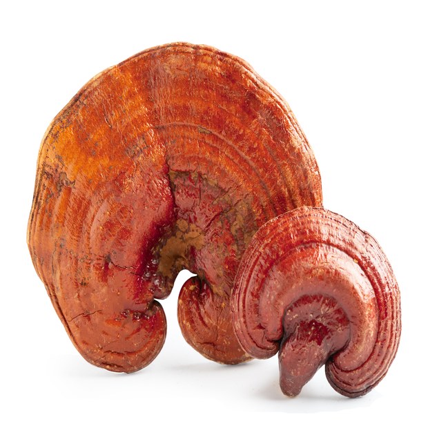 Reishi