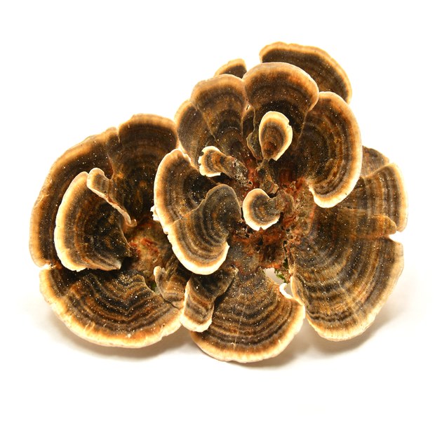 Turkey Tail